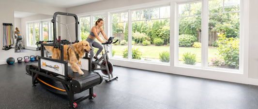 A Golden Retriever using a MlemGirove slatmill at home