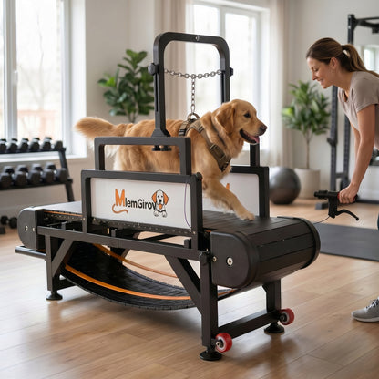 Golden Retriever stepping onto the MlemGirove non-motorized dog treadmill in a home gym while its owner holds the leash
