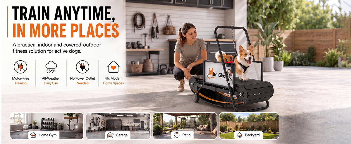 Train anytime, in more places — a practical indoor and covered-outdoor fitness solution for active dogs