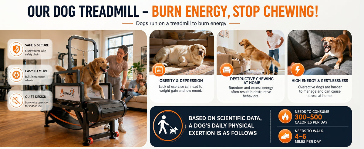 Dog using indoor exercise equipment during a supervised session