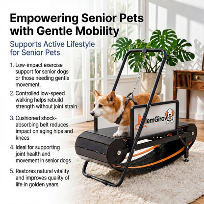 Corgi walking on the MlemGirove Small Dog Slatmill, illustrating low-impact mobility support for senior dogs