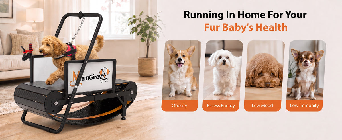 Small dog using an indoor Slatmill during supervised exercise