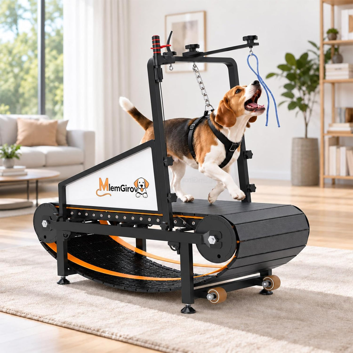Beagle in a harness running on the MlemGirove Small Dog Slatmill in a living room, clipped to the guide bar chain with a toy rope in front
