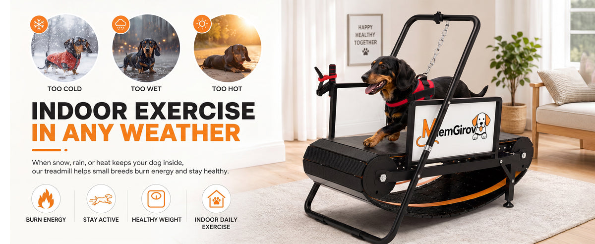 Small dog exercising indoors during a supervised Slatmill session