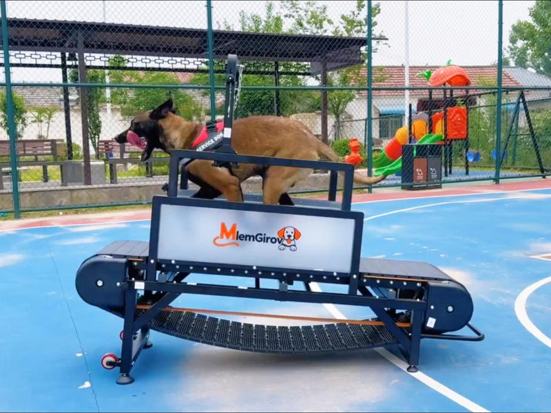 Medium dog running on the non-motorized dog treadmill