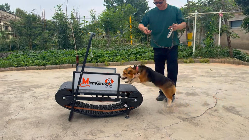 Small dog running on the non-motorized dog treadmill