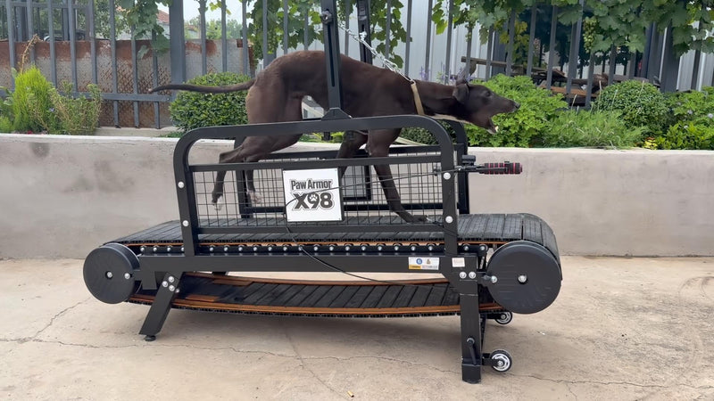 Large dog running on the non-motorized dog treadmill